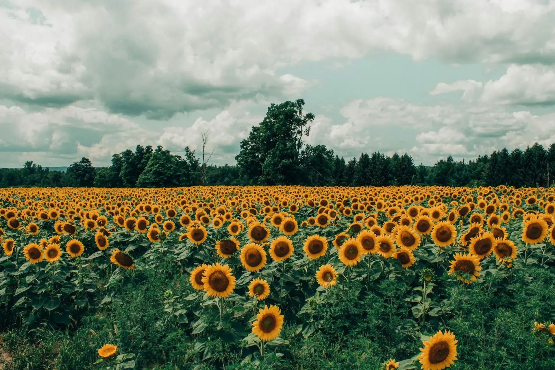 Sunflowers within the state of Kansas.
